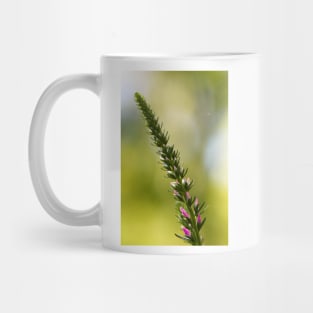 A close up of Spikes of pink Veronica flowers, selective focus Mug